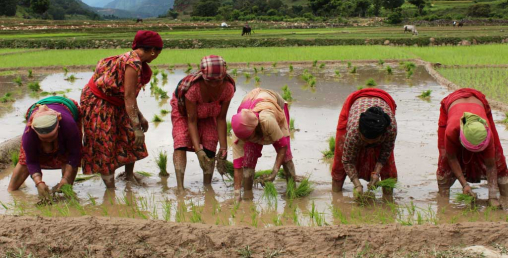 रोपाईं गर्न अझै आधाभन्दा बढी खेत बाँकी