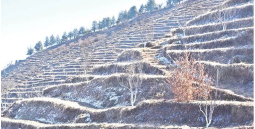 जलवायु परिवर्तनको प्रभावले मासियो स्याउ