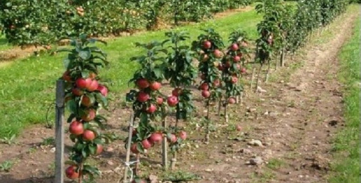 स्याउका बिरुवा जोगाउनेलाई पुरस्कार !