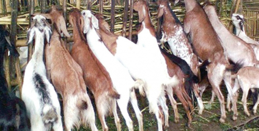 आर्मीको जागिर छाडेर बाख्रापालन, ३ जनालाई मासिक १५ हजारको रोजगारी