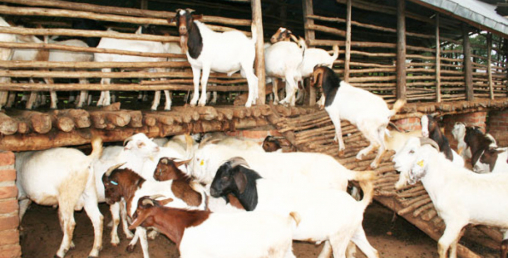 चौपाया खरिद विक्री गर्ने राष्ट्रिय स्तरको बजार छैनः अध्यक्ष खत्री