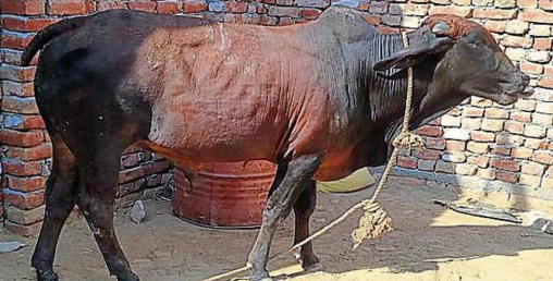 साँढेले सुनको गरगहना निलेपछि... एक्सरे गराउन सल्लाह