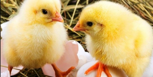 मासुको मूल्य बढाउन जिउँदै गाडियो ३० लाख चल्ला