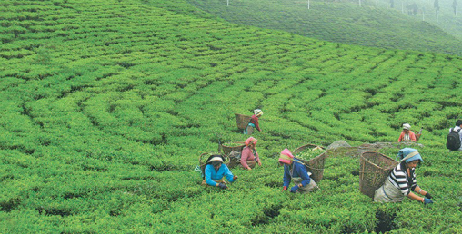 सक्छौ तोकिएको मूल्य देऊ, सक्दैनौ चिया फिर्ता देऊः चिया किसान