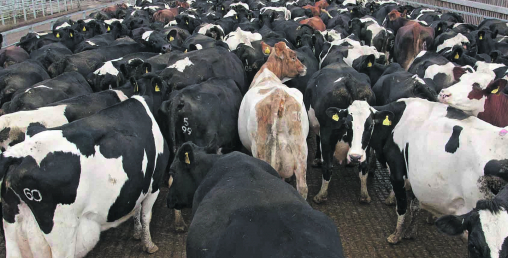 गाई फार्ममा पनि चीनले गर्यो कमाल