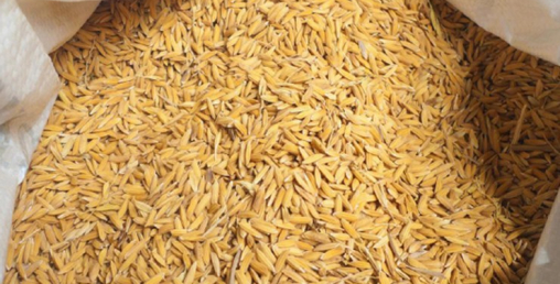 मिलेमतोमा भ्रष्टाचारः बिचौलियासँग धान किन्छ खाद्य संस्थान