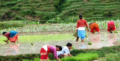 साउन सकिसक्दा पनि ९४ प्रतिशतमात्र धान रोपाइ