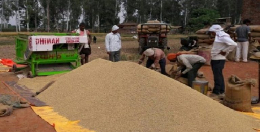 सरकारले ७६ करोडको धान खरिद गर्दै