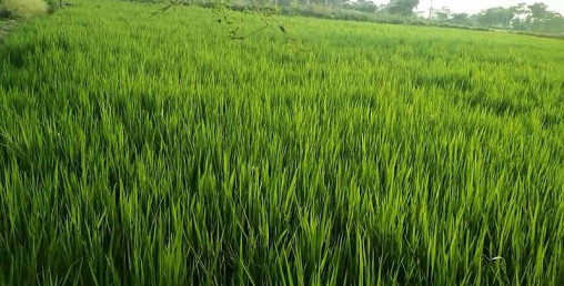 हाइब्रिड भनेर लगाएको धान फल्नु पर्ने समयमा बालै पसाएन