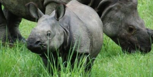 गैँडा मर्नेक्रम बढेपछि नयाँ घाँसे मैदान व्यवस्थापन गरिँदै