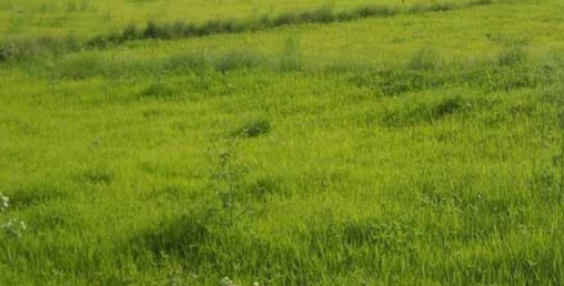 मालपोतको मिलेमतोमा एक व्यक्तिको जमिन अर्कैको नाममा
