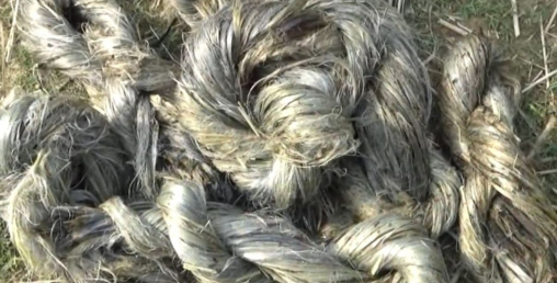 जुटखेती खुम्चँदा उद्योगहरूमा परनिर्भरता बढ्दै