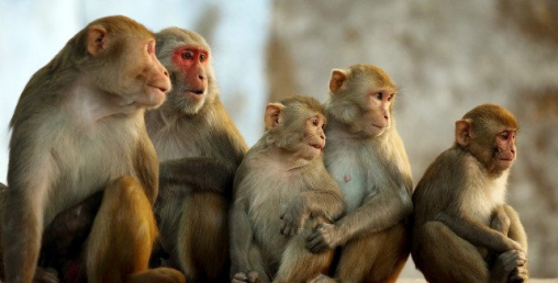 किन गरे १६ बाँदरले सामुहिक आत्महत्या