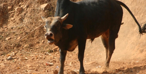 गोरुले हान्दा एकको मृत्यु