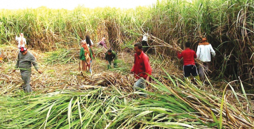 सरकारले सुन्यो उखु किसानका कुरा, अब भुक्तानी नगर्ने उद्योगी खोरमा पुग्ने
