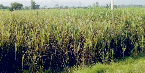 भुक्तानी नपाएपछि सर्लाहीका उखु किसान आन्दोलनको तयारीमा