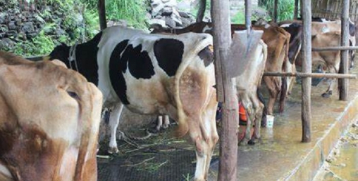 अनुदानको आशमा बसेका किसानको तीन अर्ब डुब्ने खतरा