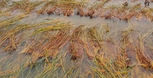 पर्वतमा हावाहुरी चल्दा पाकेको धान सोत्तर