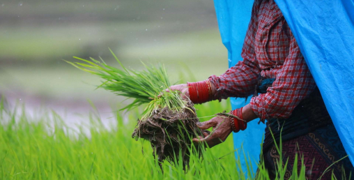 असार सकिन लाग्दा पनि कर्णालीमा ६० प्रतिशतमात्र  रोपाइँ