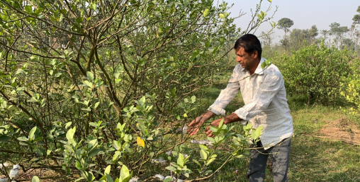 कागतीखेतीबाट २० औं लाख  कमाउँछन् रुद्रमणि