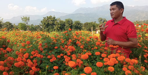 सयपत्री फूलको माग बढेपनि उत्पादन भने न्युन