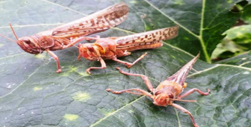 फेरी छिर्याे सलहकाे झुण्ड नेपालमा