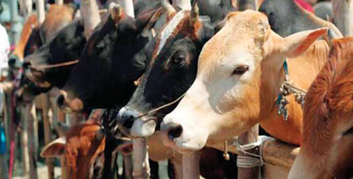 गाई फार्मको ‘हब’ बन्यो बाहुनडाँगी
