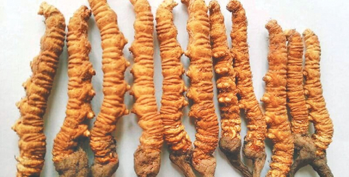 डोल्पामा यार्सागुम्बाको मुल्य प्रतिकिलो १६ लाख, तिब्बतमा २६ लाख