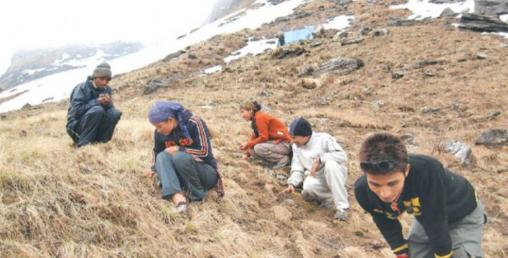 यार्सागुम्बाले दाम पाएन, संकलक निराश