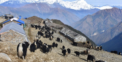 'चौंरी गोठ' आम्दानी छ, आकर्षण छैन