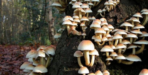 विषालु च्याउले २ जनाको मृत्यु, ९ बिरामी