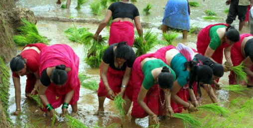 मल छैन, ३ लाख हेक्टरमा रोपाइँ सकियो,  प्रदेश ५ मा ३६.२६ प्रतिशत रोपाइँ
