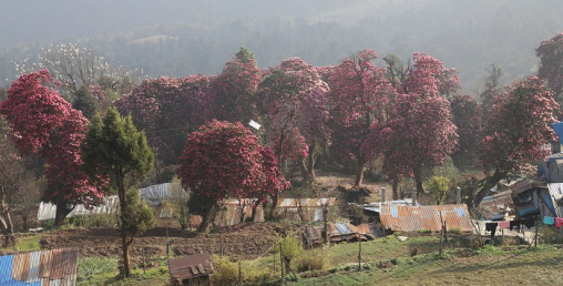 लालीगुराँसले ढकमक्क घोडेपानी पर्यटकको पर्खाइमा