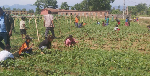 पढाइ र करेसाबारीको काम सँगसँगै, कृषिमा विद्यार्थीको आकर्षण