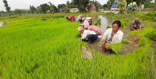 देशभर २७ प्रतिशत धान रोपाइँ