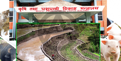 कृषिमा सरकारको नीतिगत अराजकता; संकटमा न बजेट, न राहत