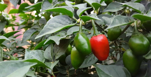 बैटारीमा अकबरे खुर्सानीको व्यावसायिक खेती शुरु