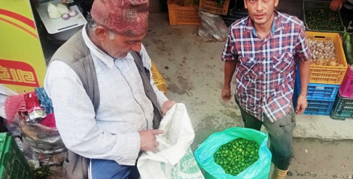अकबरे खुर्सानी खेतीबाट मनग्य आम्दानी