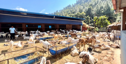 जन्मथलोमा रु तीन करोड लगानीमा बाख्रा फार्म