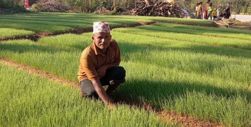 बिरुवा बिक्रीबाट राम्रो आम्दानी