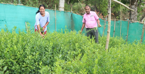 बिक्दैनन् फलफूलका बिरुवा, बजारीकरणको समस्या