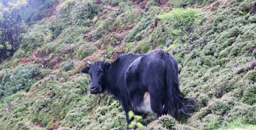 सन्दकपुरमा व्यावसायिकरुपमा चौँरीपालन