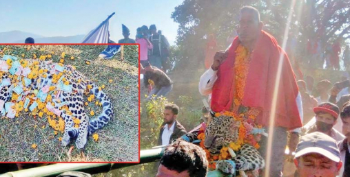 मरेको चितुवामाथि धामी काम्न थालेपछि वनका कर्मचारीहरु अलमल्ल