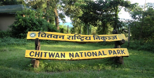 चितवन राष्ट्रिय निकुञ्जको पचास हेक्टरमा नयाँ घाँसेमैदान
