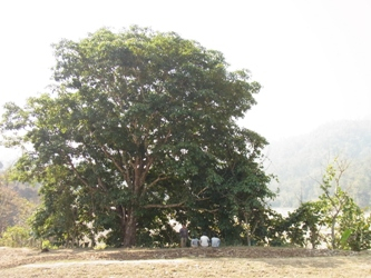 रूखको ‘लालपुर्जा’ – निल्नु न ओकल्नू