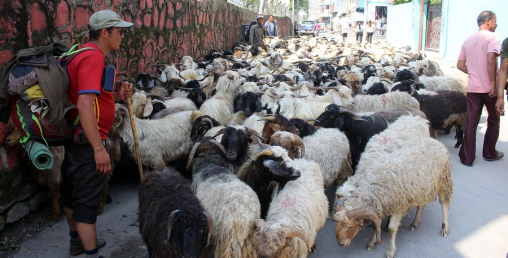 बजार झरे मुस्ताङी च्याङ्ग्रा, आठ हजार भेडाच्याङ्ग्रा निकासी हुने