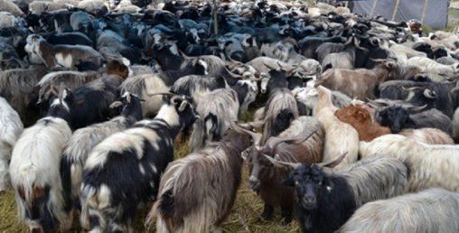 दसैँका लागि ल्याएका भेडाच्याङ्ग्रा तिहारमा पनि विकेनन्