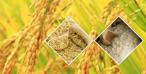 कृषि प्रधान देश नेपाललाई विदेशको भर, ११ महिनामै ४३ अर्बको धान चामल आयात