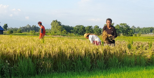सर्लाहीमा धान उत्पादन घट्यो