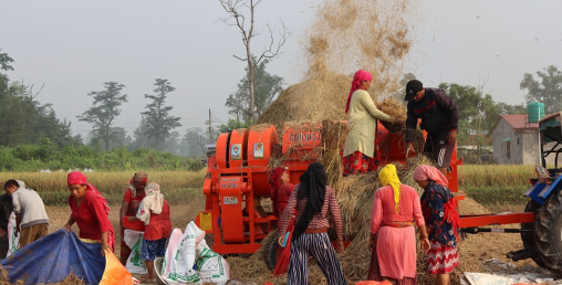 किसानलाई धान काट्न भ्याइनभ्याइ